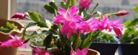 昙花怎么养|昙花的养殖方法和注意事项：不耐寒