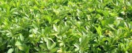 九朵玫瑰花加满天星什么意思