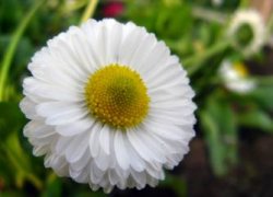 如何种植阳台苹果，4个步骤种子播种苹果