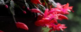 吊竹梅夏季如何养护