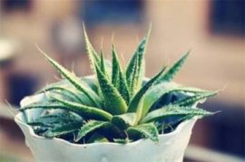 红掌掌面褪色怎么办，5种方法让红掌颜色红艳似血