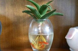 吊竹梅夏天可以施肥吗