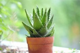 怎样种植羽扇豆：羽扇豆可用播种或扦插种植