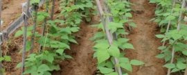 木芙蓉的养殖方法