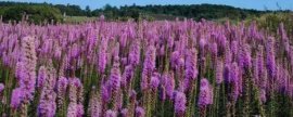 芙蓉花有毒吗：无毒,可入药