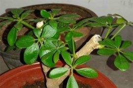 半枝莲怎样养植