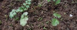 芙蓉花怎么养：盆栽芙蓉花怎么养