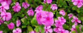 丁香花可以放在室内养吗