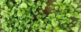 盆栽木芙蓉养护有哪些要点