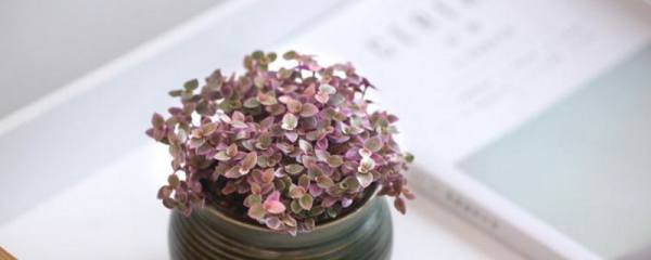 吊兰容易开花吗