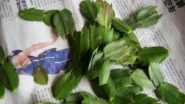 盆栽芦荟叶子发黄怎么办，更换盆土控制水肥