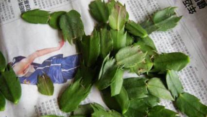 盆栽芦荟叶子发黄怎么办，更换盆土控制水肥
