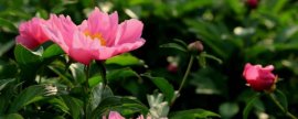 橡皮树室内养殖方法