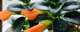 木芙蓉怎样繁殖