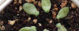 新买的蕙兰应何时上盆种植