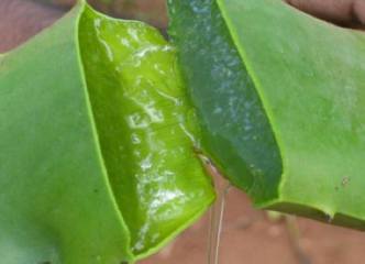 蕙兰的价格：蕙兰整体上不算贵,花剑数越多价格越高
