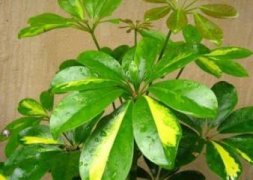 白晶菊虫害及防治方法，蚜虫清洗喷洒药剂
