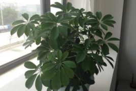 长春花怎么收种子