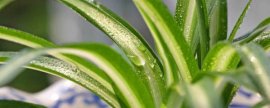 怎样使盆栽竹长得青翠
