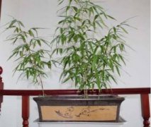 鱼腥草怎么吃：生食熟食均可