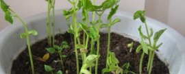 蒲包花花期怎么养护，4个步骤控温养护植株