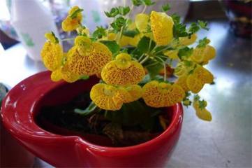 荷包花怎么繁殖