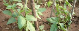 怎样科学繁殖蒲包花