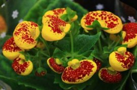 丁香花病害防治