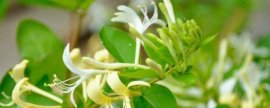 荷包花冬天养殖的禁忌，缺乏光照并大量浇水施肥
