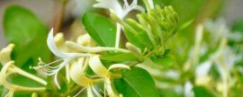 蒲包花养护有哪些关键措施