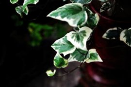 葡萄开花期怎样保果