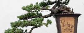 葡萄枝条枯死是什么原因