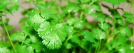 金银莲花的花开几小时