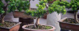 盆栽花卉秋季如何管理：管理五大要素