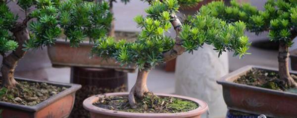 盆栽花卉秋季如何管理：管理五大要素