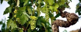 孕妇可以吃无花果吗：孕妇可以食用无花果，而且好处多多