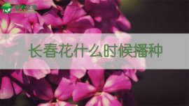 盆栽菊花的养殖方法