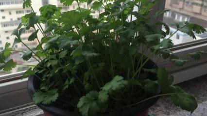 盆栽薄荷可以放在卧室吗，不可以/会影响睡眠(可放客厅)
