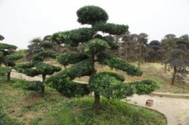 繁殖常春藤有哪些方法