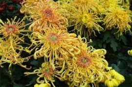 无花果的药用价值：开胃助消、预防肿瘤