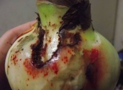 君子兰授粉怎么授