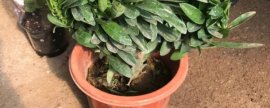 金银花是被子植物吗