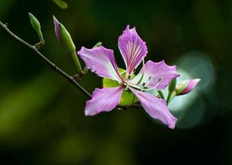迷迭香的花语：回忆和纪念