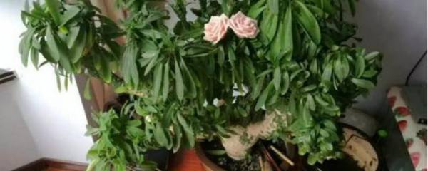 水仙花为何会出现“哑花”