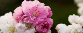 地涌金莲花的养殖方法