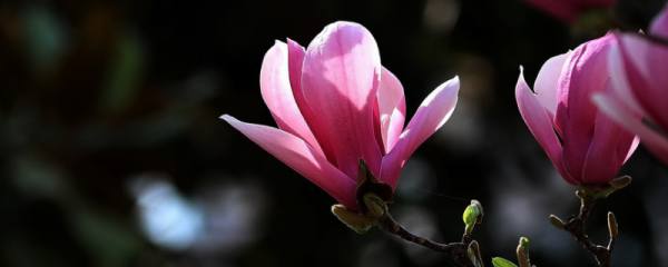 地涌金莲要几年才开花