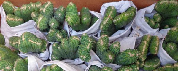 礼县花牛苹果介绍