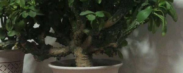 薄荷风水禁忌，这4个禁忌千万不能犯