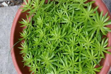 新鲜薄荷怎么吃最好，详解薄荷的十种吃法