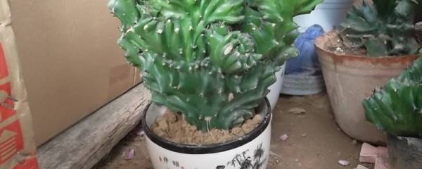 橡皮树怎么砍头，取适宜高度进行砍头